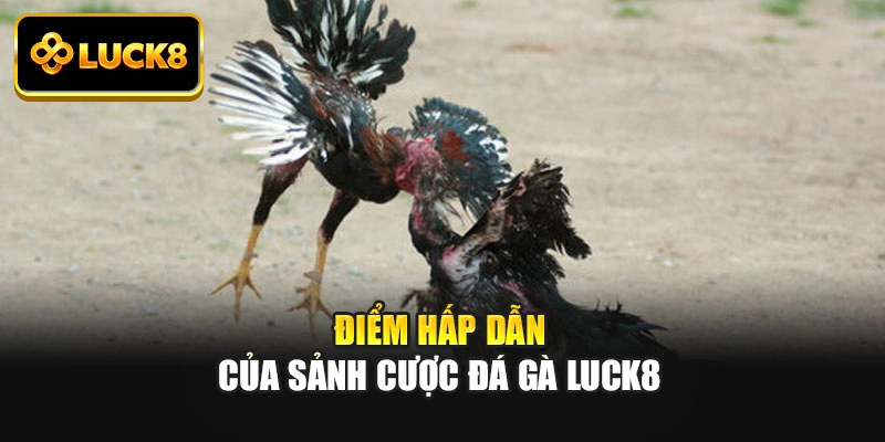Điểm hấp dẫn của sảnh cược đá gà Luck8
